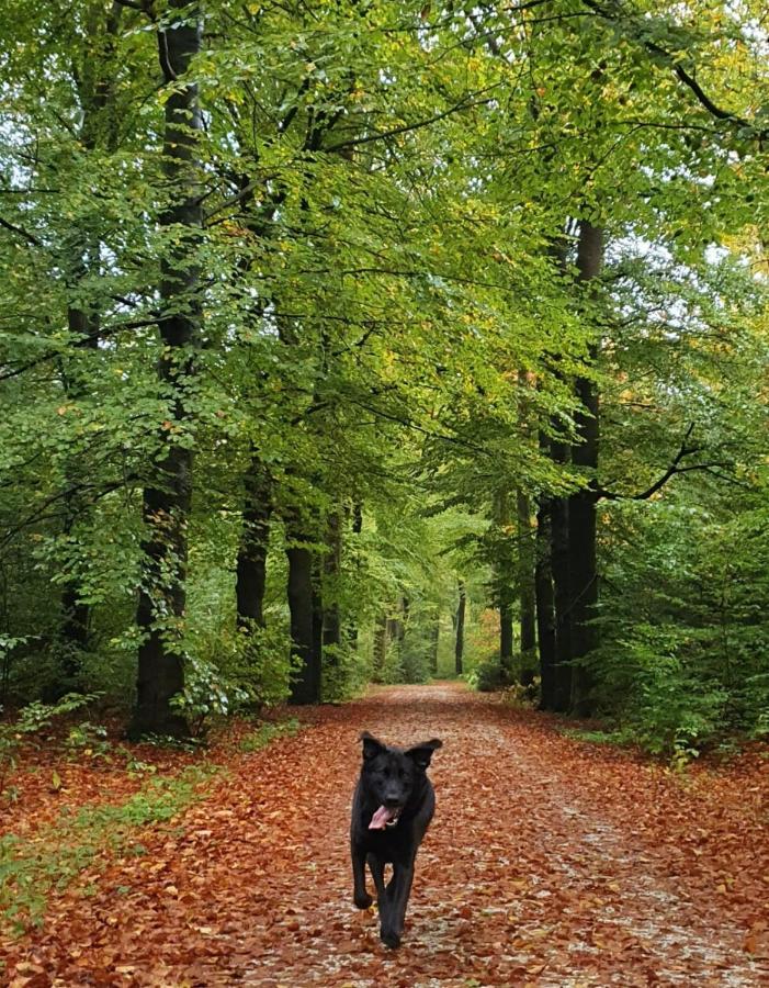 Luxe Zomerwoning Met Omheinde Tuin Voor Hond En Kinderen Dirkshorn Eksteriør bilde