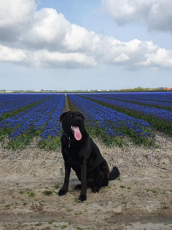 Luxe Zomerwoning Met Omheinde Tuin Voor Hond En Kinderen Dirkshorn Eksteriør bilde